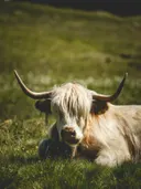 Close-up van een Schotse hooglander liggend in het gras