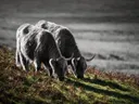 Schotse Hooglander in het veld, een varenhelling, de volle zomer, zwart-wit
