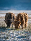Schotse Hooglander in het veld, een bloemenweide, een dun laagje sneeuw