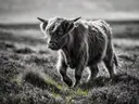 Schotse Hooglander in het veld, een wilde heide, een fris lentemoment, zwart-wit