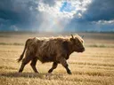 Schotse Hooglander in het veld, een goudkleurig stoppelveld, een fris moment na de regen