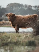 Schotse hooglander die in het water staat met grasland op de achtergrond