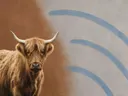 Schilderij van schotse hooglander in kaneel en duifgrijs, in vlakke kleurvlakken