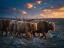 Schotse Hooglander in kudde, een rotsachtig hoogland, een blauw-oranje schemering