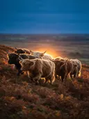 Schotse Hooglander in kudde, een varenhelling, het felle tegenlicht van de ondergaande zon