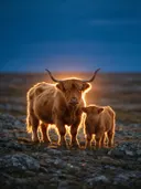 Schotse Hooglander met jong, een rotsachtig hoogland, het felle tegenlicht van de ondergaande zon
