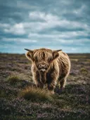 Schotse Hooglander met tong uit, een wilde heide, een zacht bewolkte hemel