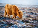 Schotse Hooglander op afstand, een wilde heide, een dun laagje sneeuw