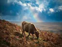 Schotse Hooglander op afstand, een varenhelling, een fris moment na de regen