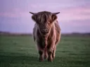 Schotse Hooglander recht in de lens, een rustig weiland, een roze-paarse schemering