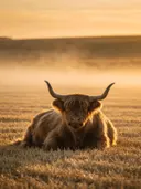Schotse Hooglander rustend, een goudkleurig stoppelveld, de ochtendmist