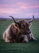 Schotse Hooglander rustend, een rustig weiland, een roze-paarse schemering