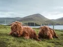 Twee Schotse hooglanders liggend in het gras met bergen en water op de achtergrond