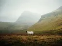 Zwart-wit gehoornd schaap in een berglandschap met mist.