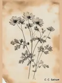Sepia botanische cosmea, botanisch schilderij