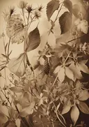 Sepia compositie van gedroogde bloemen en bladeren