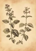 Sepia veldbloem botanische prent, botanisch schilderij