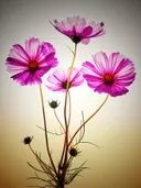Roze bloemen met dunne stelen in tegenlicht tegen een gouden achtergrond.