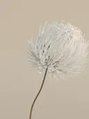Close-up van een witte pluizige bloem tegen een neutrale achtergrond