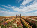 Landschapsfoto van snijbloem bij volle zon, met een houten poort bij de ingang van het veld