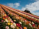Landschapsfoto van snijbloem bij volle zon, met een oude tractor