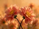 Fotografie van snijbloem in het gouden uur