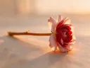 Fotografie van snijbloem in het gouden uur