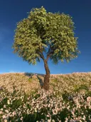 Illustratie van een boom in een weiland vol roze bloemen onder een blauwe lucht.