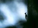 Silhouet van een specht op een boomstam tegen een blauwe achtergrond.