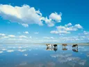 Runderen die door een ondiep, spiegelend wateroppervlak lopen onder een blauwe lucht met wolken.
