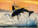 Springende orka bij zonsondergang, dieren schilderij