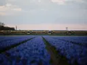 Trein tussen bloeiende blauwe hyacintenvelden bij zonsondergang.