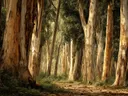 Schilderij van een laan met hoge eucalyptusbomen