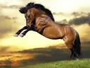 Steigerend paard bij zonsondergang