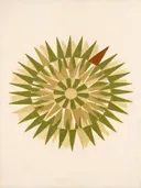 Sterburst-mandala in de stijl Modern Bauhaus, in olijfgroen, kaki en bleek zand, met een gebrande sienna als accent