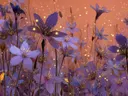 Schilderij van een veld paarse sterbloemen tegen een oranje gloed