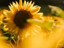 Close-up van een zonnebloem in vol zonlicht temidden van andere zonnebloemen.