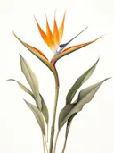 Botanische illustratie van een oranje-blauwe paradijsvogelbloem (strelitzia).