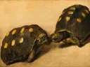 Studie van twee Braziliaanse schildpadden van Albert Eckhout: dieren met schildpadden, dieren en schild, in geel met bruin