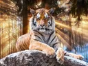 Tijger liggend in een zonnig bos