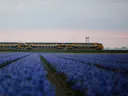 Trein rijdend langs een veld met blauwe hyacinten tijdens de schemering.