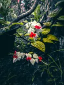 Witte en rode tropische bloemen tussen groene bladeren in een dicht junglebeeld.