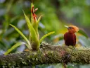 Roodbruine tropische vogel op een mosrijke tak naast een bromelia in het regenwoud