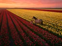 Landschapsfoto van tulp bij de zonsondergang, met een merrie met haar veulen