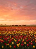 Landschapsfoto van tulp bij de zonsondergang, met een kudde Schotse Hooglanders