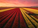 Landschapsfoto van tulp bij de zonsondergang, met een houten kar
