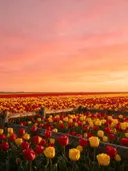 Landschapsfoto van tulp bij de zonsondergang, met een houten hek