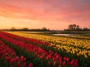 Landschapsfoto van tulp bij de zonsondergang, met een reiger