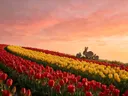 Landschapsfoto van tulp bij de zonsondergang, met een konijn met haar jongen