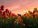 Landschapsfoto van tulp bij de zonsondergang, met een eenzaam paard